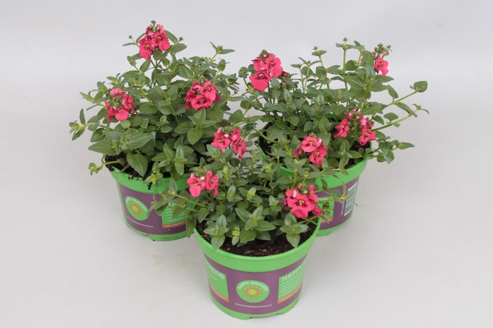 <h4>Diascia Dark Red</h4>