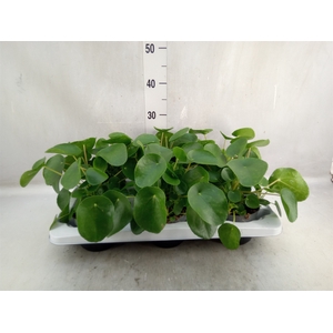 Pilea peperomoides