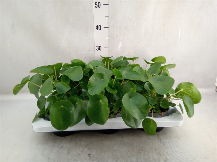 Pilea peperomoides