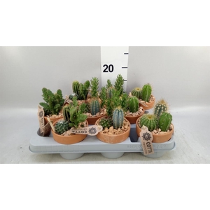 Arr.  Cactus L%