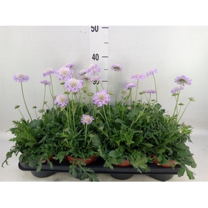 Scabiosa columb. 'Butterfly Blue'
