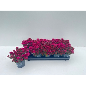 SEDUM SPU SPOT D ROS