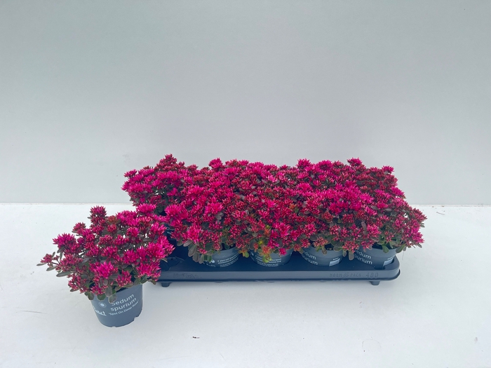 <h4>SEDUM SPU SPOT D ROS</h4>