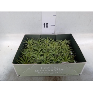 Tillandsia