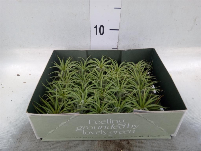 <h4>Tillandsia</h4>