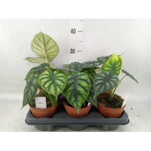 Alocasia  'Dragon Scale'