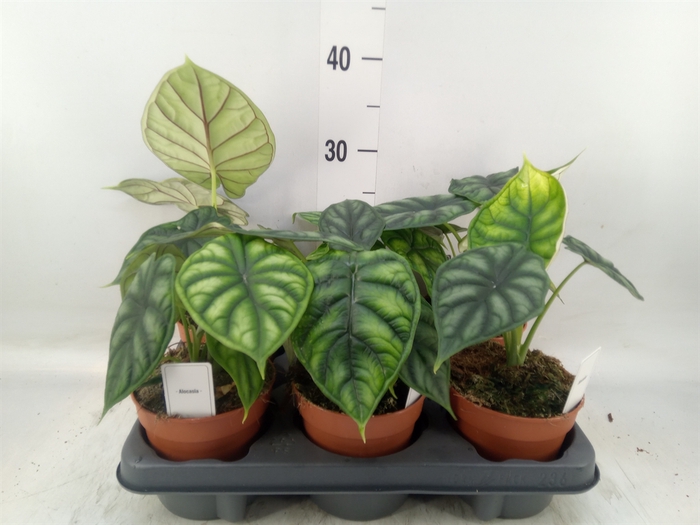 <h4>Alocasia  'Dragon Scale'</h4>