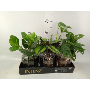 Planten  ..mix