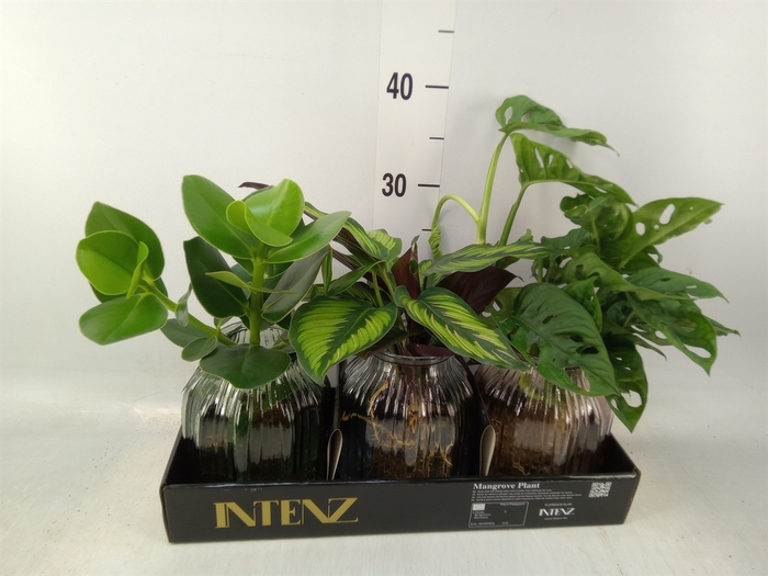 <h4>Planten  ..mix</h4>