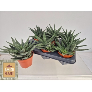 GASTERHAWOR ROY HIGH