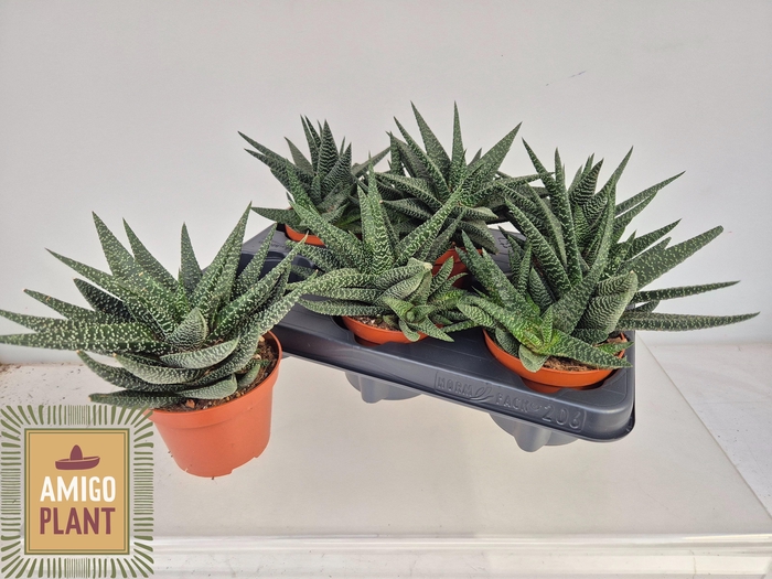 <h4>GASTERHAWOR ROY HIGH</h4>