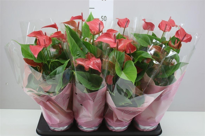 <h4>Anth An Romantico</h4>