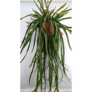 Lepismium cruciforme
