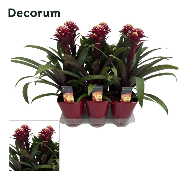 <h4>Guzmania Francesca Luxe Keramiek (Decorum)</h4>