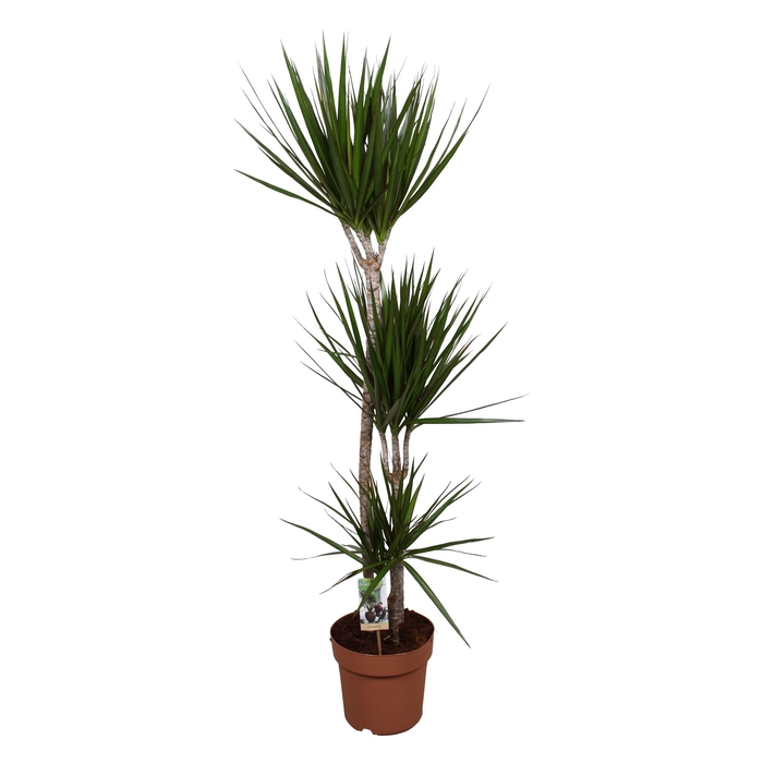 <h4>Dracaena marg.</h4>