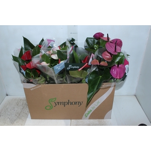 ANTHURIUM VARIADO P15