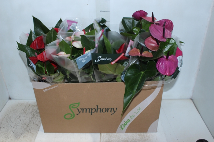 <h4>ANTHURIUM VARIADO P15</h4>