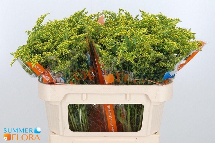 <h4>SOLI GOLDEN GLORY</h4>