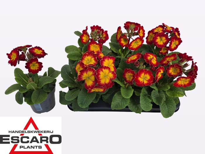 <h4>PRIM ELATIOR</h4>