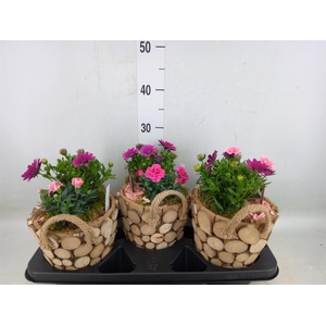 Arr.   Tuinplanten L%