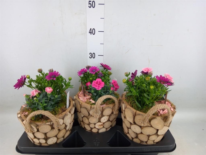 <h4>Arr.   Tuinplanten L%</h4>