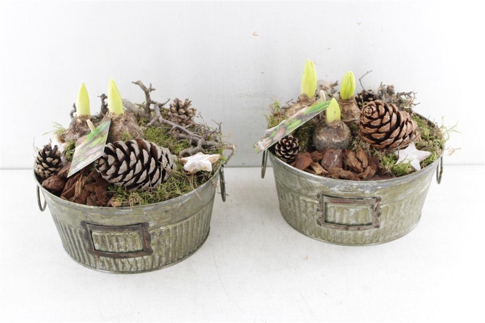 <h4>Arr4 Hyacint Mb258 - Zink Robuust</h4>