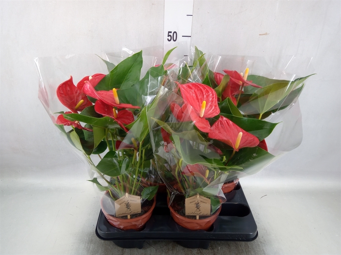 Anthurium andr. 'Casparo'