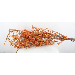 CELAS SC NICO BES 85CM