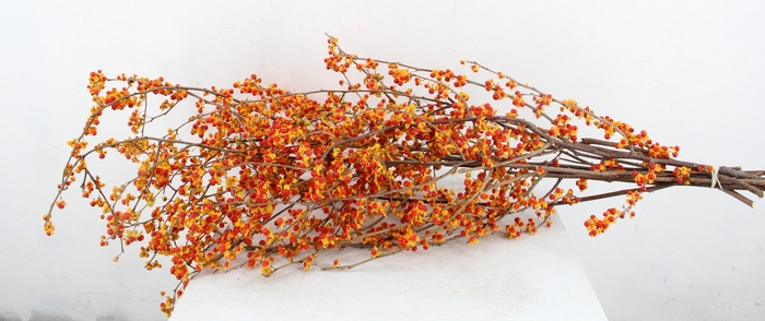 CELAS SC NICO BES 85CM