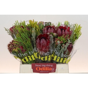 BQ Protea Sharon SFB