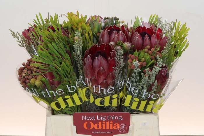 <h4>BQ Protea Sharon SFB</h4>