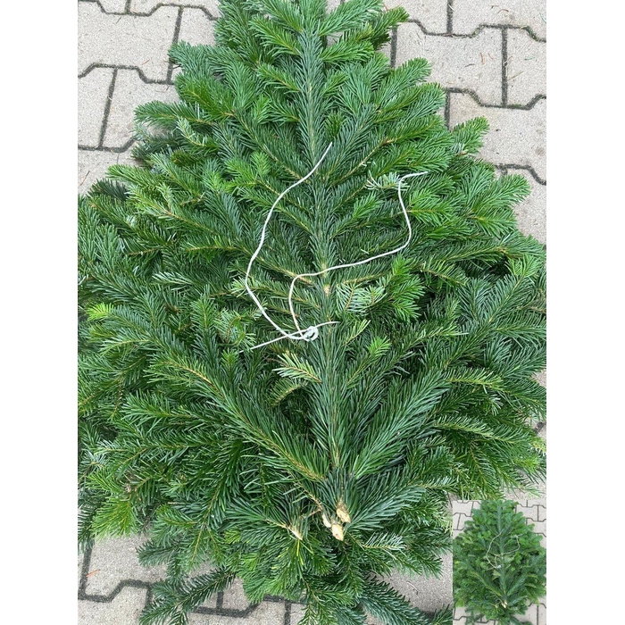 <h4>Abies Nordman Kilo</h4>