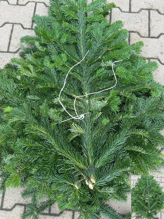 <h4>ABIES NORDMAN KILO</h4>