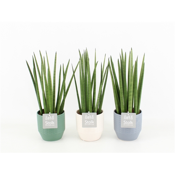 <h4>Sansevieria Cylindrica in Expression keramiek</h4>