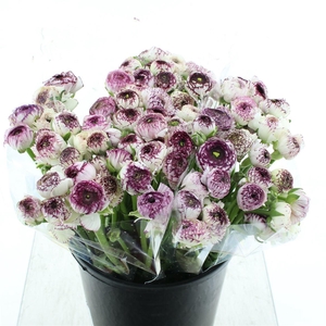 Ran El Cappuccino Super