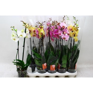 PHAL GEM 7 KL
