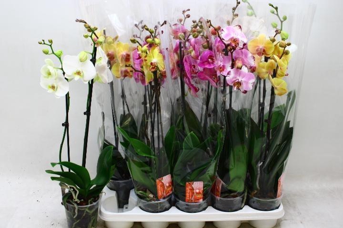 <h4>PHAL GEM 7 KL</h4>