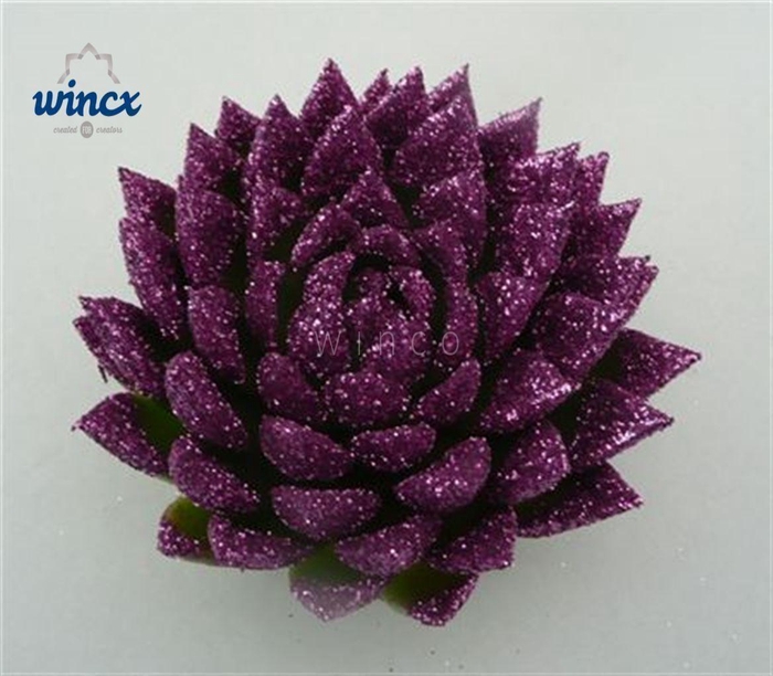 <h4>Echeveria Agavoides Glitter Purple Cutflower Wincx-12cm</h4>