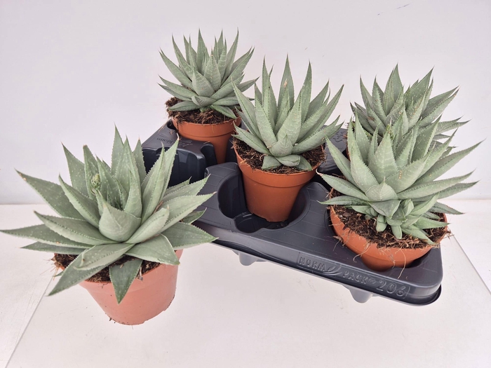 <h4>HAWO SAFARI SAVANNA</h4>