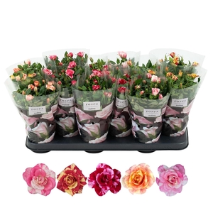 Nolina Roses Ø 10.5 cm Mix