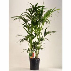 KENTIA - P24 H130 - 8PP (Howea forsteriana)