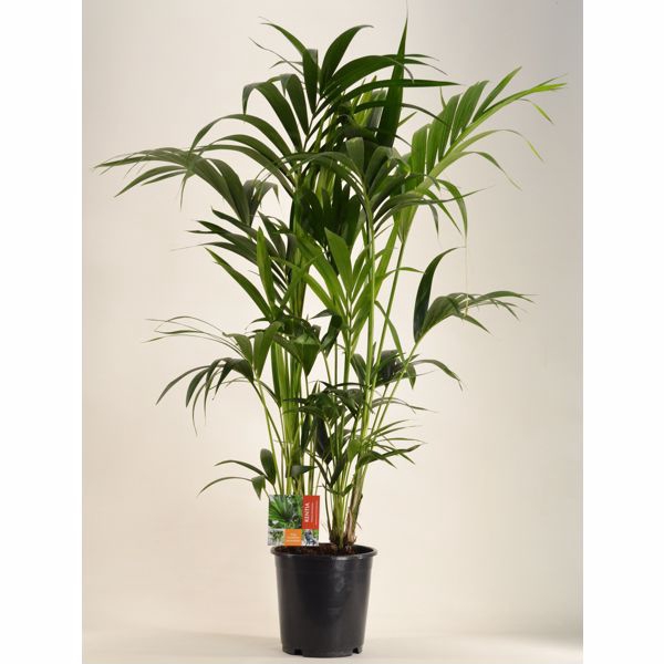 <h4>KENTIA - P24 H130 - 8PP (Howea forsteriana)</h4>