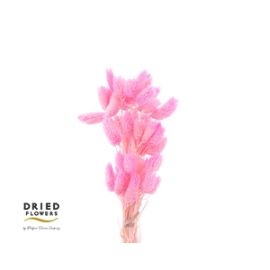 DRIED BLEACHED PHALARIS PINK*