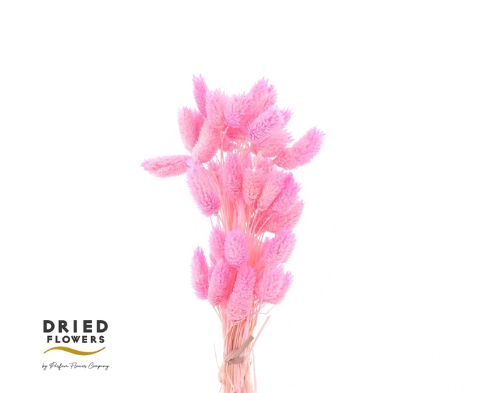 <h4>DRIED BLEACHED PHALARIS PINK*</h4>