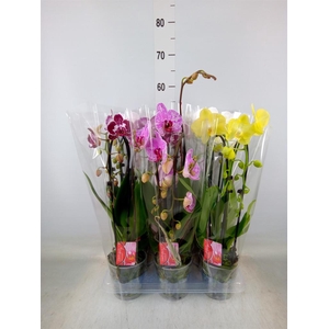 Phalaenopsis  'Elegant Cascade'