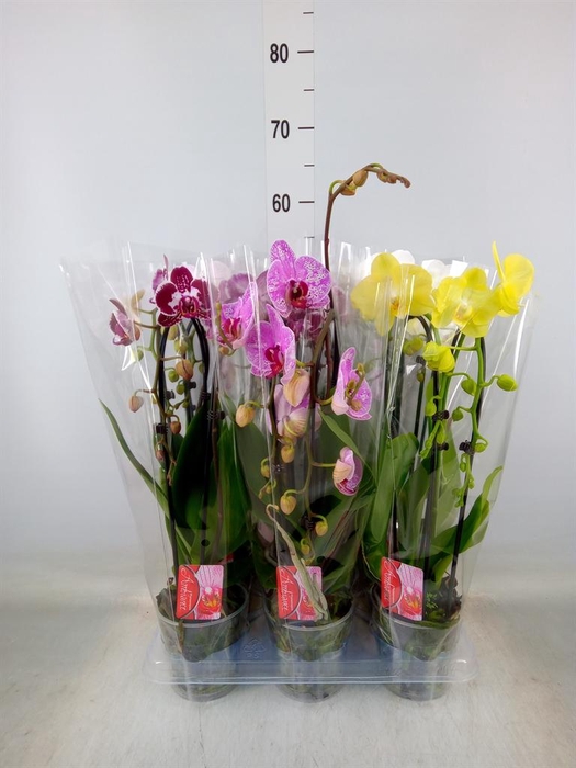 <h4>Phalaenopsis  'Elegant Cascade'</h4>