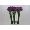 Allium Gladiator