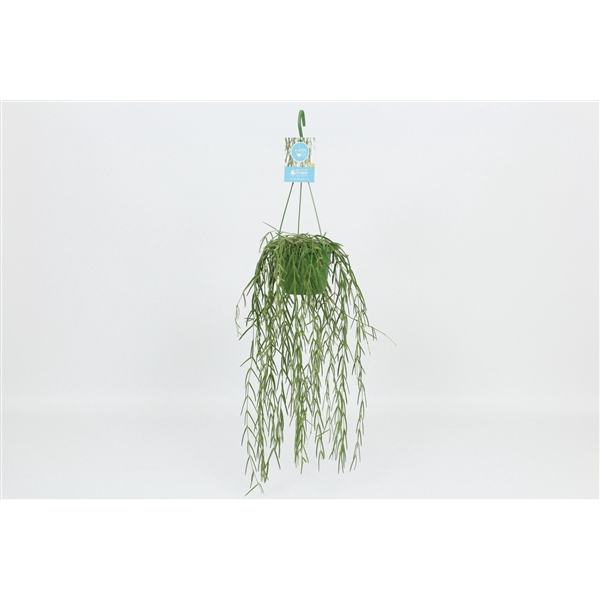 <h4>HangonGreen Hoya Linearis 14 cm</h4>