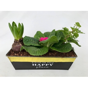 Primula Zink Happy Rechthoek (1x Prim, 1x Hya, 1x