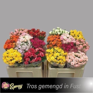 R TR GEM IN FUST